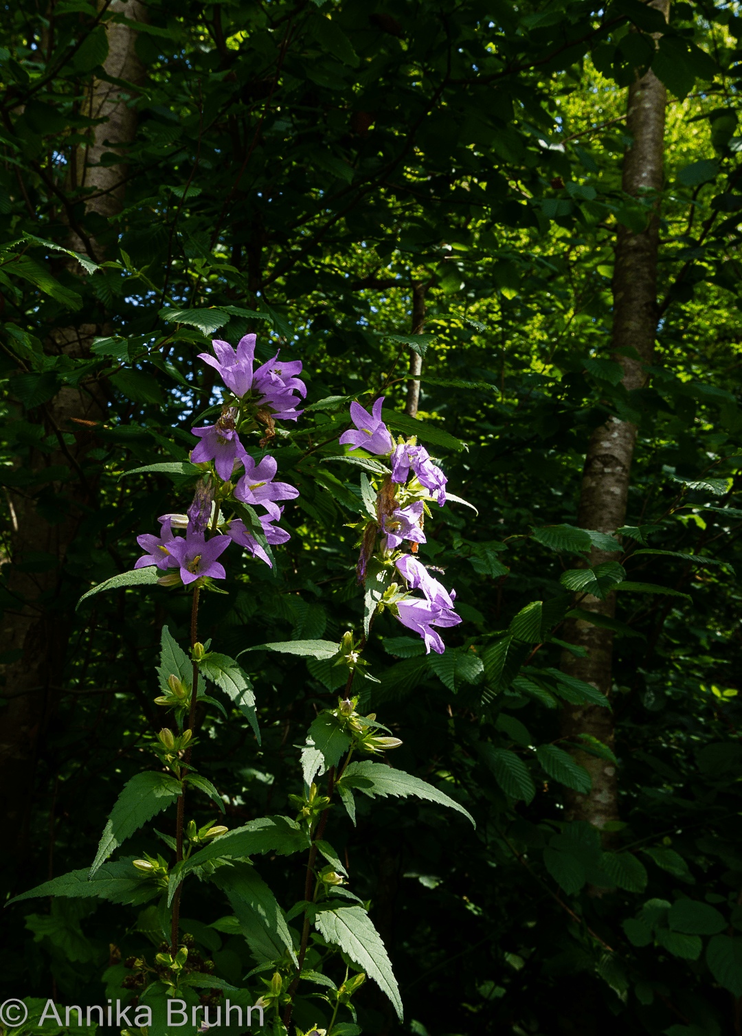 Blume am Wegesrand